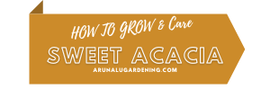How to Grow & Care sweet acacia