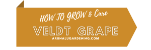 How to Grow & Care veldt grape