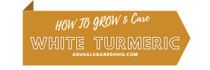 How to Grow & Care white turmeric