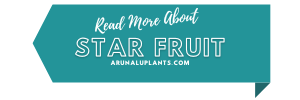 More Info star fruit