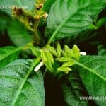 Mongoose Plant | Dath Ketiya | Ophiorrhiza mungos | Sarpakshi