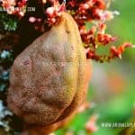 Nami Nam | ñam-ñam | Cynometra cauliflora