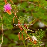 Shami Plant | Dichrostachys cinerea | Sickle Bush
