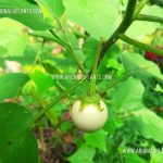 Ela Batu | White Egg Plant