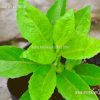 longevity spinach in sri lanka