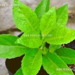 Longevity spinach | Gynura procumbens