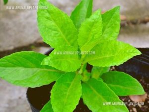 longevity spinach in sri lanka