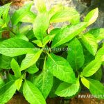 Longevity spinach | Gynura procumbens