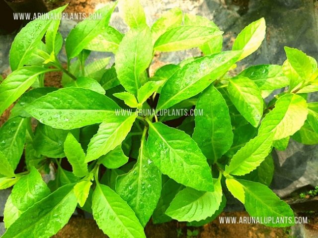 longevity spinach plant care