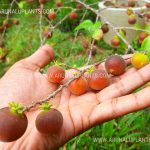 Ceylon Gooseberry | Pusberiya | Fruit Plants for Sale | Dovyalis hebecarpa