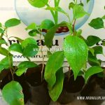 Ceylon Gooseberry | Pusberiya | Fruit Plants for Sale | Dovyalis hebecarpa