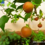 Ceylon Gooseberry | Pusberiya | Fruit Plants for Sale