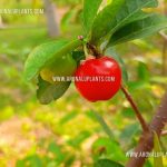 Barbados Cherry | Malpighia emarginata | Palathuru Pela