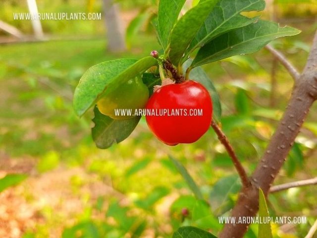 cherry price in sri lanka