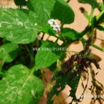 Indian Heliotrope Seeds  | heliotropium indicum | Free Seeds
