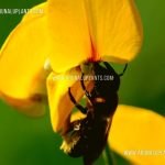 Sunn Hemp seeds  | Crotalaria juncea  | Free Seeds