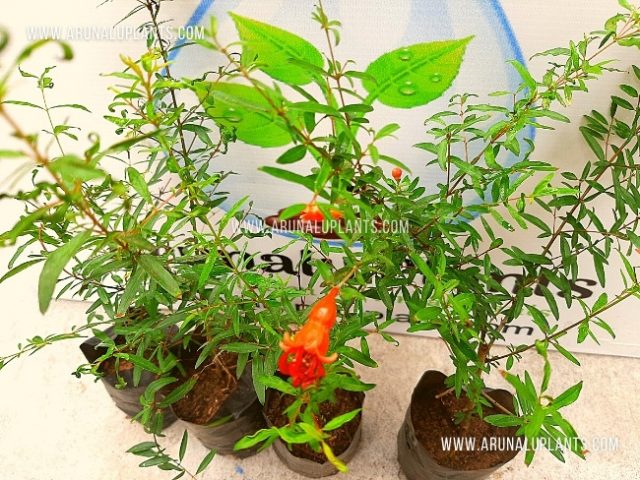 delum plant price in sri lanka