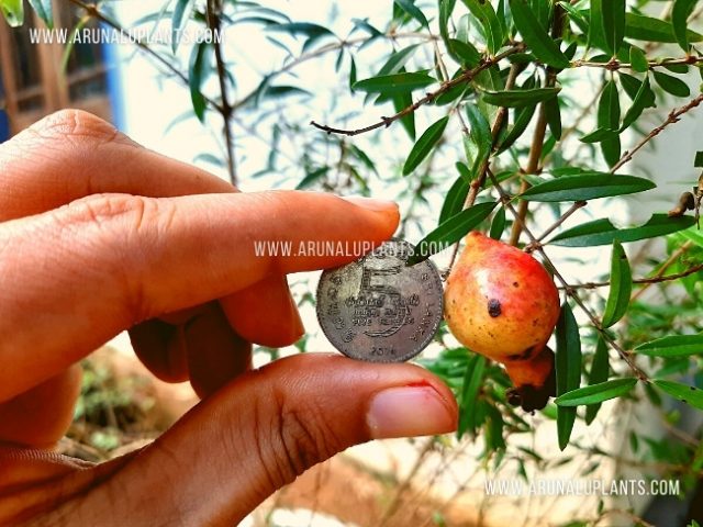 do dwarf pomegranate trees produce fruit