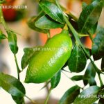 Australian Finger Lime | Caviar Lime  | Citrus australasica