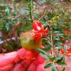how to grow dwarf pomegranate