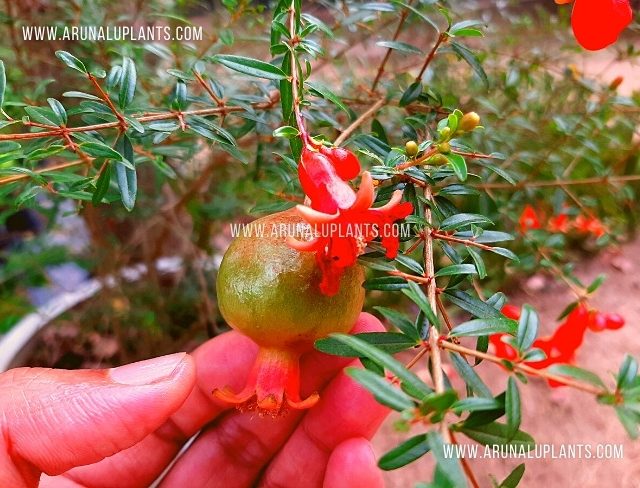 Dwarf Pomegranate | Kuru Delum | Punica granatum var. nana
