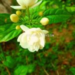 Arabian Jasmine  | Sambac Jasmine  | Mal Pela