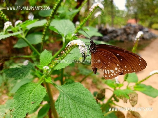 perennials that attract butterflies