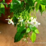 Water Jasmine | Wrightia religiosa | Yati Pichcha