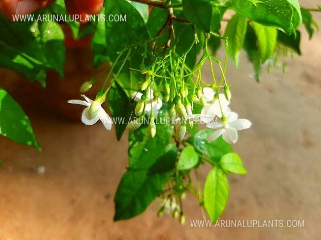 wrightia religiosa plant for sale