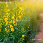 Sunn Hemp seeds  | Crotalaria juncea  | Free Seeds