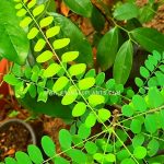 ayurvedic plants sale in sri lanka