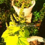 grow medicinal plants in sri lanka