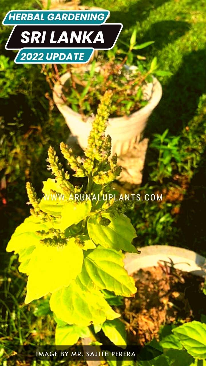 grow medicinal plants in sri lanka