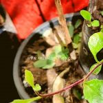 hardy herbs to grow outdoors
