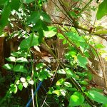 herb gardening in sri lanka