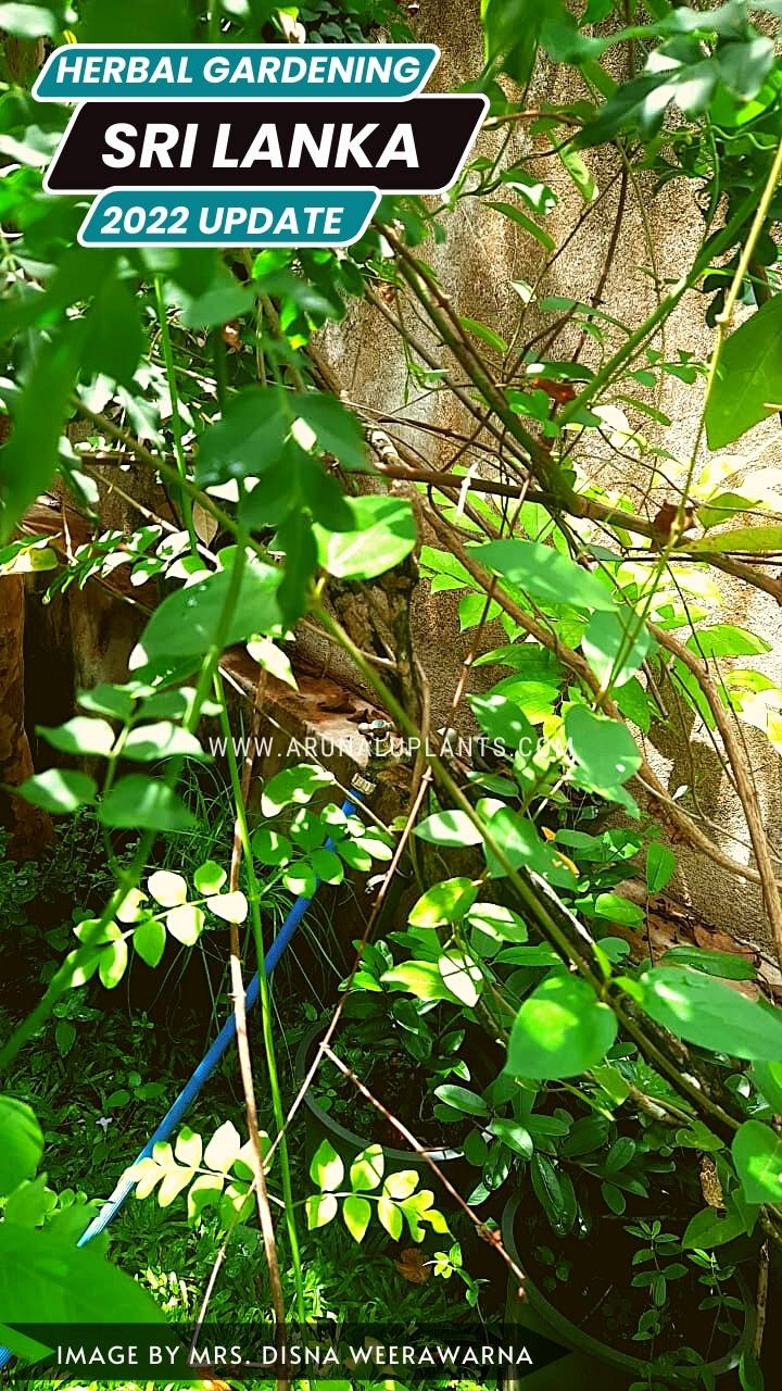 herb gardening in sri lanka