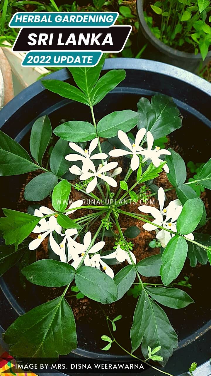 herbal garden in schools