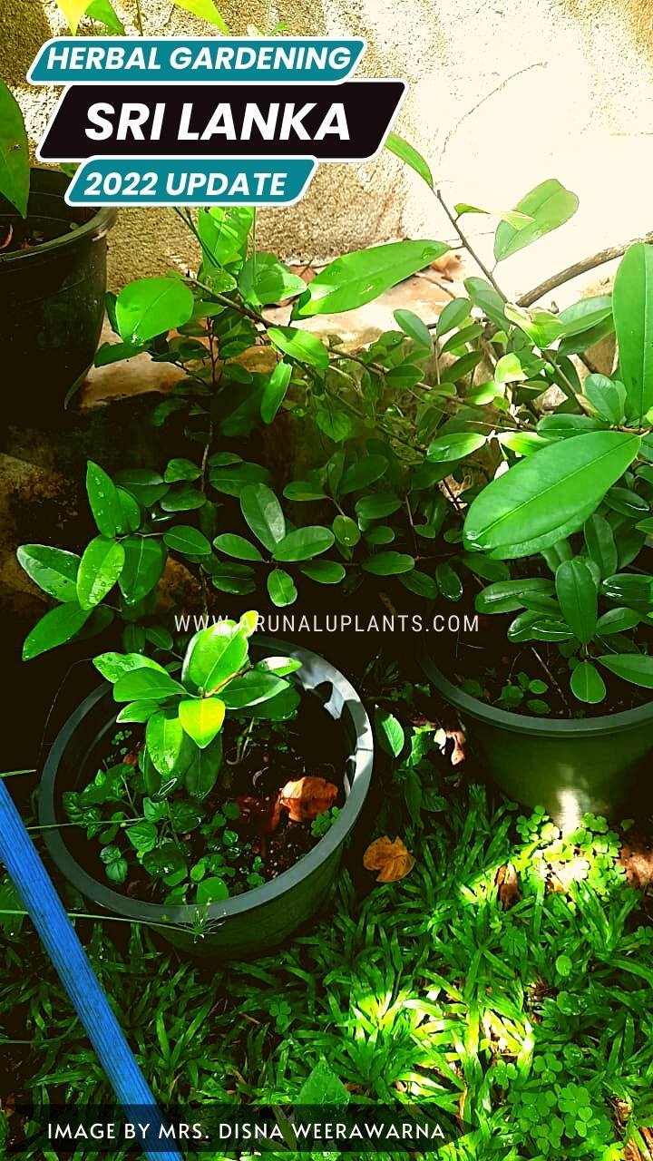 herbal gardening in sri lanka