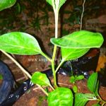 herbal plants growing arunalu customers