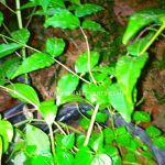 herbal plants growing arunalu customers