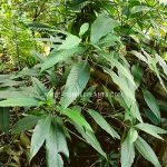 medicinal herbal gardening