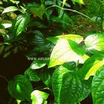 medicinal plants gardening in sri lanka