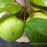 Apple Pera | Apple Guava | Fruits Plants In Sri Lanka