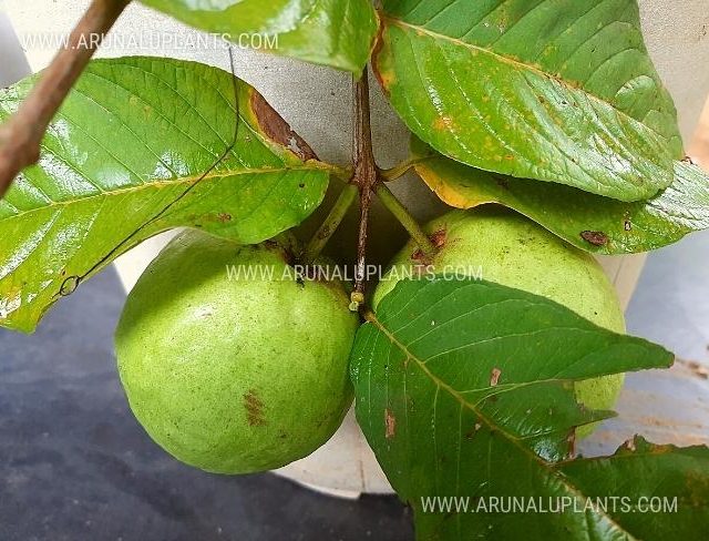 Apple pera plants