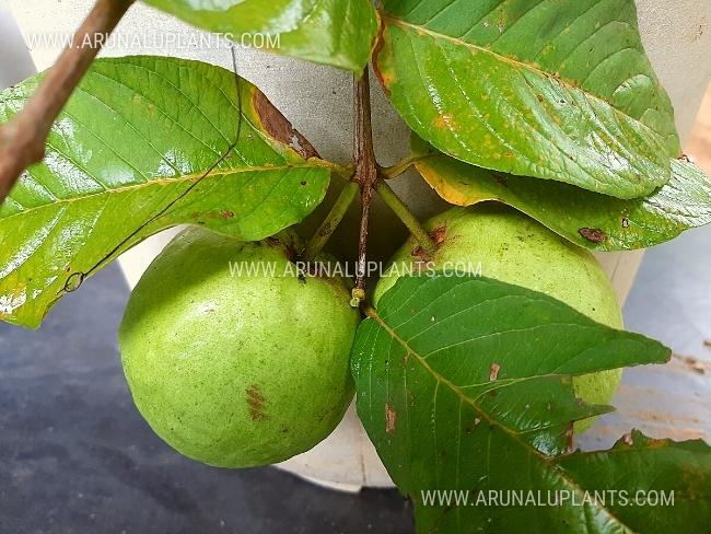 Apple Pera | Apple Guava | Fruits Plants In Sri Lanka