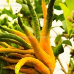 Buddha’s Hand  | Citrus medica var. Sarcodactylis  | Fruit Plants Online Buy