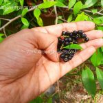 Heen Abilla | Antidesma alexiteria | Ceylon bigney