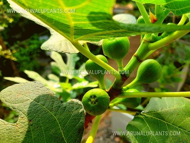 Fig Plants | Ficus carica | ෆිග් (රට අත්තික්කා)
