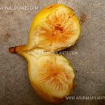 Fig Plants | Ficus carica | Common Fig