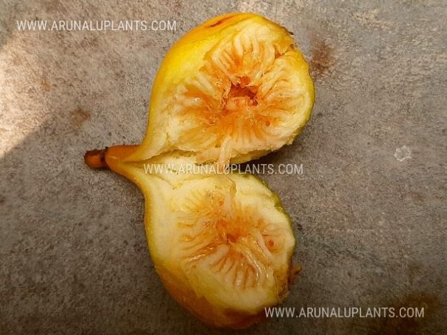 Fig plants price in sri lanka